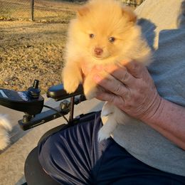 Pomeranian Puppies from Merri's Pom's