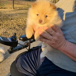 Pomeranian Puppies from Merri's Pom's