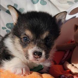 Orange bandana boy - Black and tan male Pembroke Welsh Corgi puppy in Cherokee, Oklahoma from MCS Farms-OK