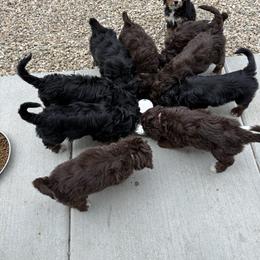 Bernedoodle puppies from Rosie’s Tribe