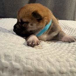 Turquoise - Red female Shiba Inu puppy in Elizabeth, New Jersey from Shiba Inu Loving Care