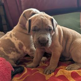 Butch - Blue male Great Dane puppy in Turon, Kansas from RCM Great Danes
