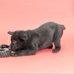 German Shepherd Puppies from vom Haus Jurincie