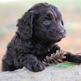 Australian Labradoodle Puppies from All About Love Australian Labradoodles