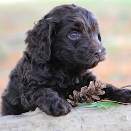 Australian Labradoodle Puppies from All About Love Australian Labradoodles