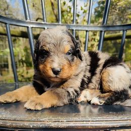 HipHop - Merle male Bernedoodle puppy in Bowling Green, Ohio from FDF Pyredoodles & Bernedoodles
