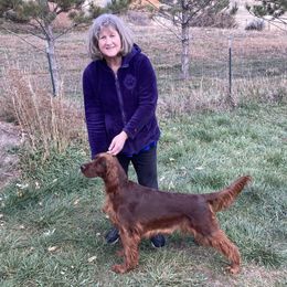 Irish Setter Puppies from Maxwell Irish Setters