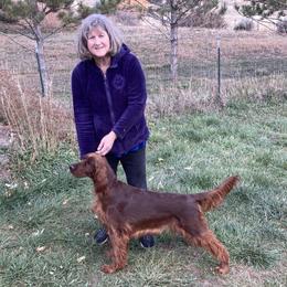 Irish Setter Puppies from Maxwell Irish Setters