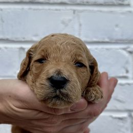 Girl 3 - Goldendoodle puppy in Powell, Tennessee from Melhorn Manor & Farm Doodles