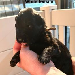 White collar - Black female German Shepherd puppy in Puyallup, Washington from Majestic Royal German Shepherd’s