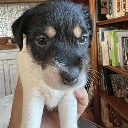 Girl 1 - Tri-colored Parson Russell Terrier puppy in Murphys, California from Hanford Hills Terriers