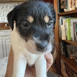 Girl 1 - Tri-colored Parson Russell Terrier puppy in Murphys, California from Hanford Hills Terriers
