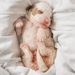 Tyler - Parti male Goldendoodle puppy in Iola, Texas from Supreme Doodles of Texas