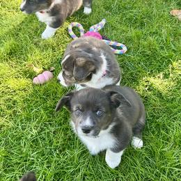 Cardigan Welsh Corgi and Pembroke Welsh Corgi Puppies from Patriot American Corgi