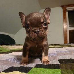 Teddy - Liver male French Bulldog puppy in Manchester, Iowa from Stogdill's Baby Bullies