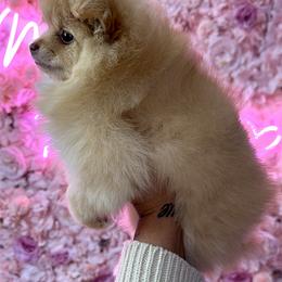 Pomeranian Puppies from Nel’s Pomeranians