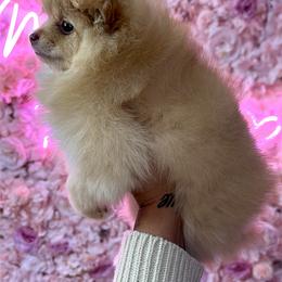 Pomeranian Puppies from Nel’s Pomeranians