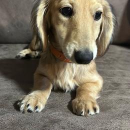 Spud - Cream female Dachshund puppy in Spring Creek, Nevada from Hobby Horse Mini Doxies