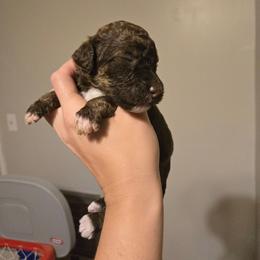 Cinnamon - Brown and white female Bernedoodle puppy in Mckenzie, Tennessee from Small Town Doodles & Poodles