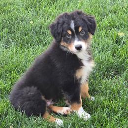 Huckleberry - Black tri-color male Australian Shepherd puppy in Colorado from Firestone Australian Shepherds