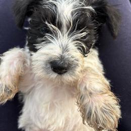 Frank - Parti male Miniature Schnauzer puppy in Dunlap, Tennessee from Beards of Glory