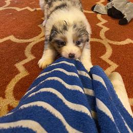 Australian Shepherd Puppies from Echolight Australian Shepherds
