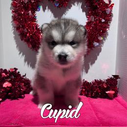 Cupid - Gray and white male Alaskan Malamute puppy in Giddings, Texas from Strong Water Malamutes
