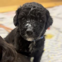 Duncan - Black and white male Bernedoodle puppy in Phoenix, Arizona from Grandview Bernedoodles
