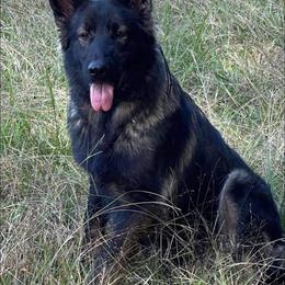 Azzy - Sable female German Shepherd puppy in Marion, Ohio from Legacy K9’s