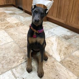 Doberman Pinscher Puppies from Franklin Dobermans