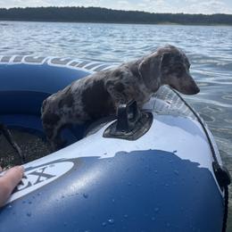 Dachshund All Grown Up from Lexie’s Mini Dachshunds
