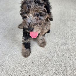 Mookie - Merle male Goldendoodle puppy in Forney, Texas from Cityline Goldendoodles