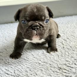 American Bully and French Bulldog Puppies from Bolt Action Kennel