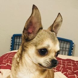 Isaac - Chihuahua