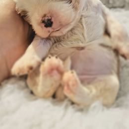 Cavalier King Charles Spaniel and Old Time Scotch Collie Puppies from Pleasant Meadows