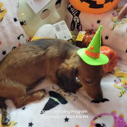 Dachshund Puppies from CLARK'S BREEDING PROGRAM