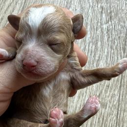 Girl 2 - Red female Cavapoo puppy in Orange, California from SoCal Cavapoos