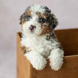 Bingo - Blue merle female Bernedoodle puppy in Lititz, Pennsylvania from Sleepy Hollow Acres