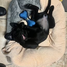 Labrador Retriever Puppies from Steele Caliber Retrievers