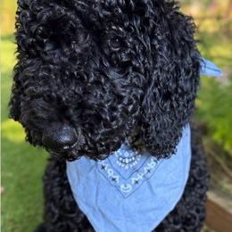 Clark - Black male Double Doodle puppy in Mineola, Texas from ETX Dandy Doodle