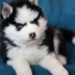 Pomsky Puppies from SZ Rolling Acres LLC