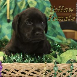 German Shepherd and Labrador Retriever Puppies from Point to Point West