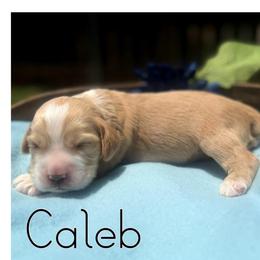 Caleb - Buff male Cocker Spaniel puppy in Clinton, Oklahoma from Enchanted Spaniels