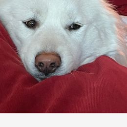 Luna - Siberian Husky