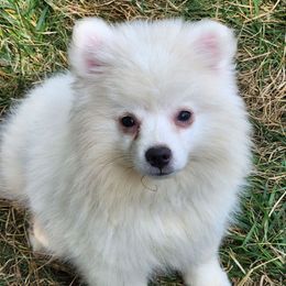 River - White male American Eskimo Dog puppy in Smithton, Illinois from Cortner Farms American Eskimo's