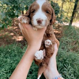 Goldendoodle Puppies from Cedarcrest Goldendoodles