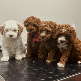 Yellow Collar Girl - Red  female Goldendoodle puppy in Bristol, Tennessee from 4goldendoodles