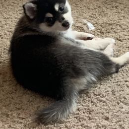 Pomsky Puppies from My Half Pint Pups