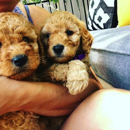 Goldendoodle Puppies from Austin Golden Doodles