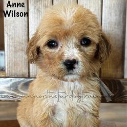 Anne Wilson - Cream female Goldendoodle puppy in Lancaster, Minnesota from North Star Dog Training
